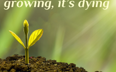 If you’re not growing, you’re dying